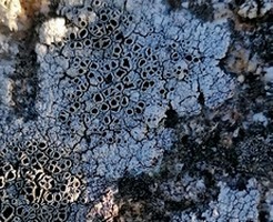 Lichen