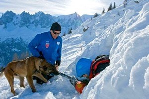 Incroyables, ces chiens !